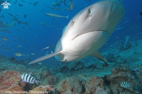 A Carcharhinus leucas | Bull Shark