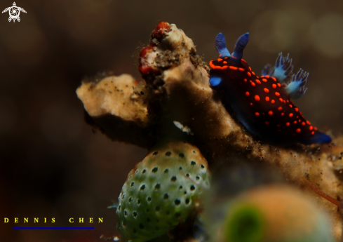 A Nembrotha sp