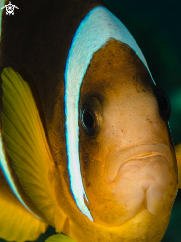 A Red sea clownfish 