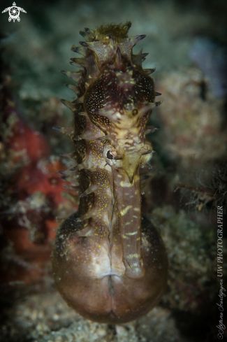 A Sea Horse