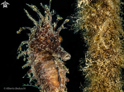 A Hippocampus | Sea Horse