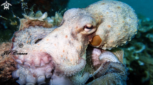 A Octopus Vulgaris | Poulpe