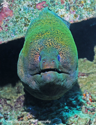 A Gymnothorax javanicus | Giant moray