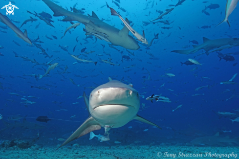 A Carcharhinus leucas | Bull Shark