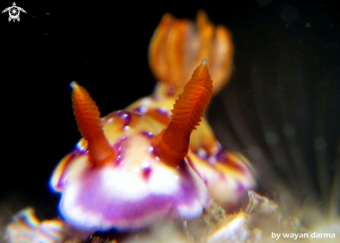 A Hypselodoris krakatoa 