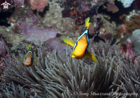 A Amphiprion rubrocinctus | Red Anemonefish