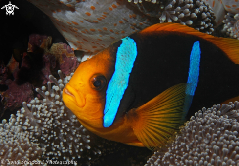 A Yellowtail clownfish