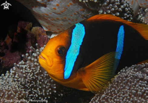 A Amphiprion clarkii | Yellowtail clownfish