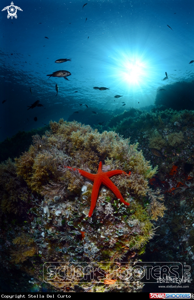 A Starfish