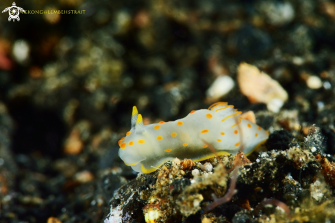 A Nudibranch