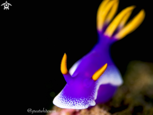 Purple Nudibranch