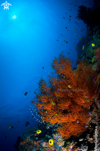 A black coral