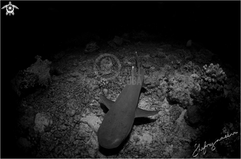 A White Tip Reef Shark