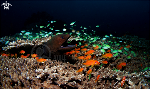 A Moray Eel