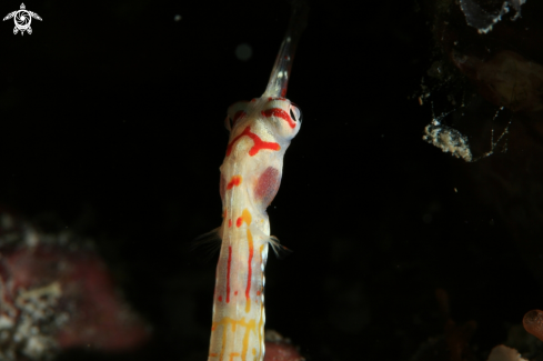 A Syngnathinae | Pipefish