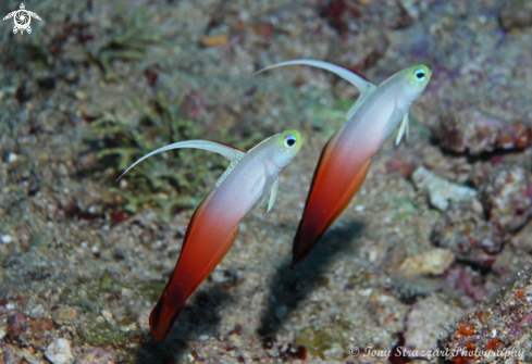 A Fire goby