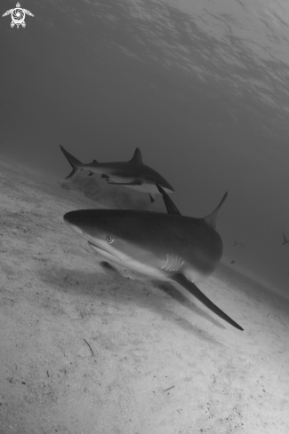 A Caribbean Reef Sharks