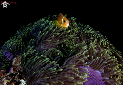 A Anemone fish