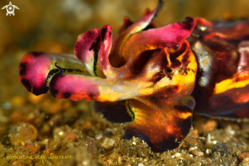 A Flamboyant cuttlefish