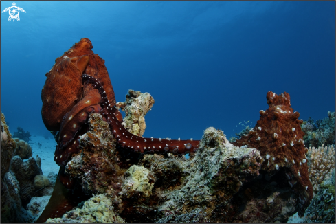 A Common Octopus