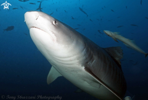 A Galeocerdo cuvier | Tiger Shark