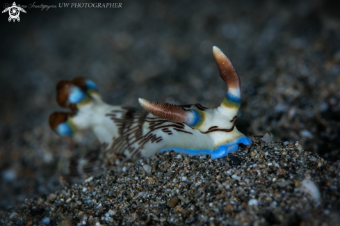 A Nudibranco