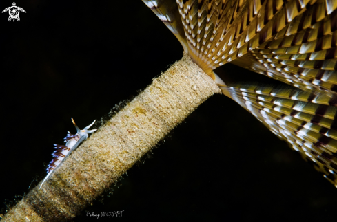 A Cratena peregrina