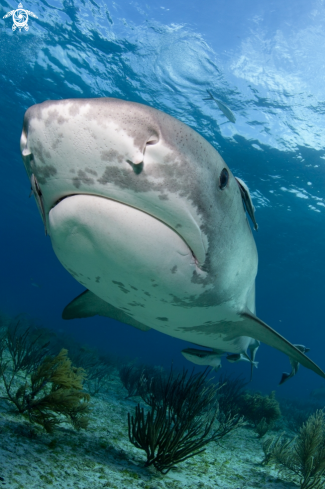 A Tiger Shark