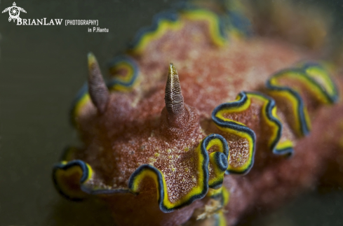 A Glossodoris Cincta