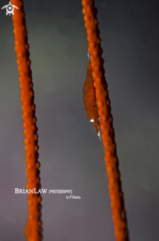 A Sea fan shrimp