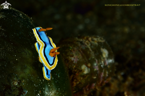 A Nudibranch