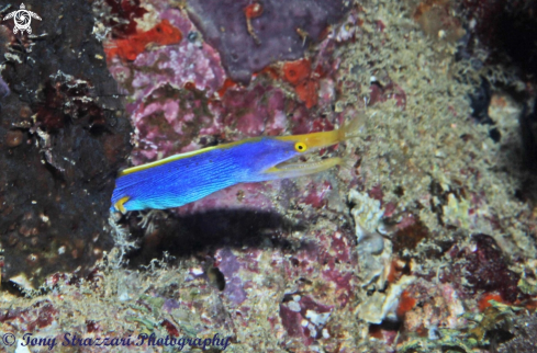 A Blue ribbon eel