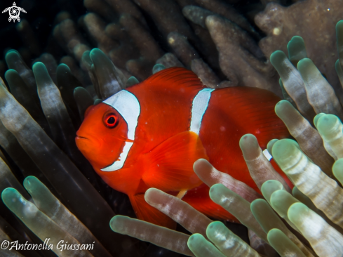 A Clown Fish