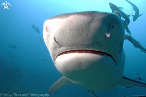 A Galeocerdo cuvier | Tiger Shark