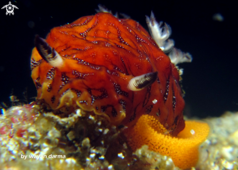 A nudibranch with eggs