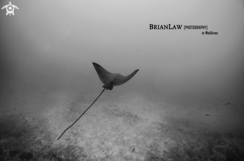 A Eagle Ray