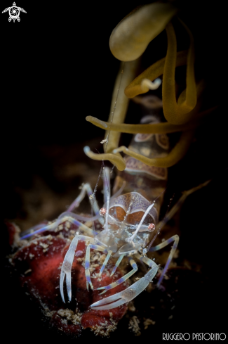 A Periclimenes amethysteus | Gambero ametista