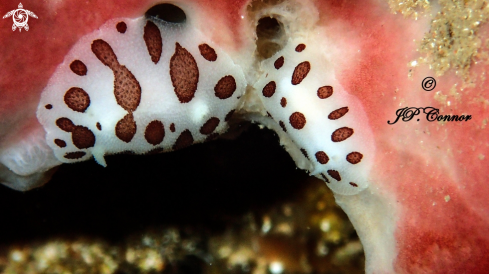 A Peltodoris atromaculata | Doris Dalmatien