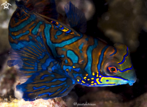 A Mandarin Fish