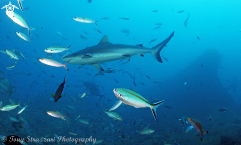 A Carcharhinus amblyrhynchos | Grey reef shark