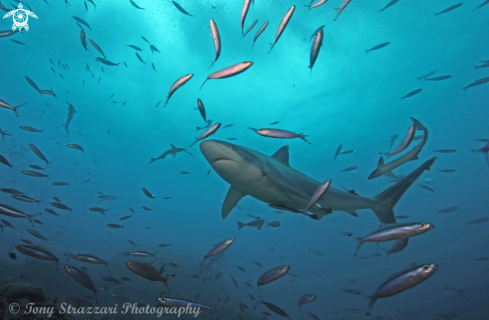 A Carcharhinus albimarginatus | Oceanic silvertip