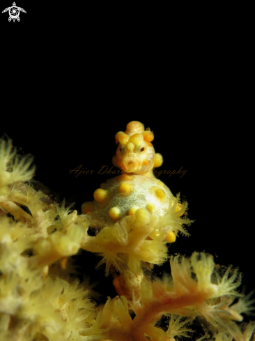 A pigmy sea horse 