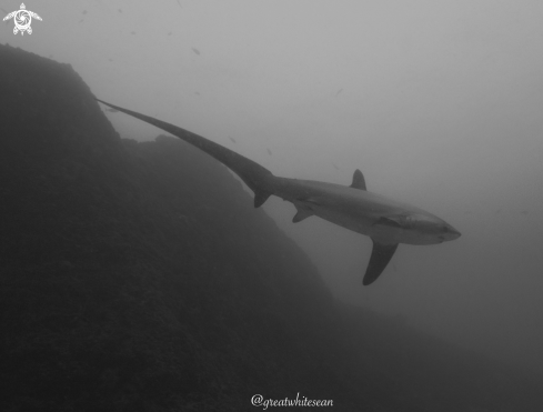 A Alopias | Thresher Shark