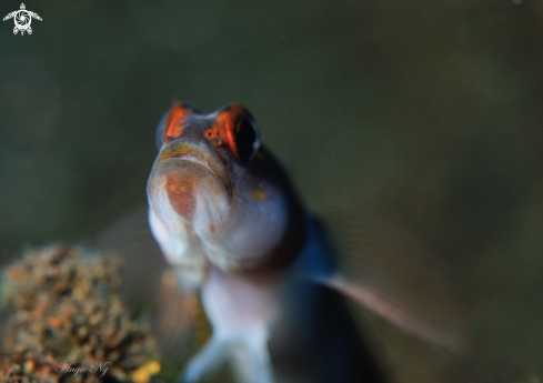 A Goby