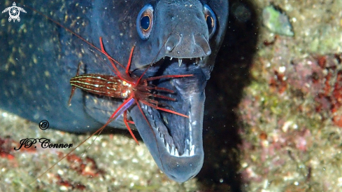 A Mediterranean moray