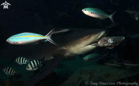 A Carcharhinus leucas | Bull Shark