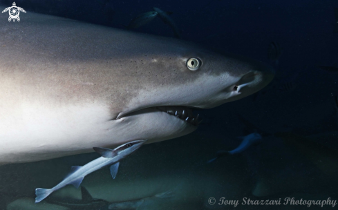 A Negaprion brevirostris | Lemon Shark