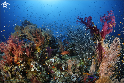 A aequoreus vita | marine life