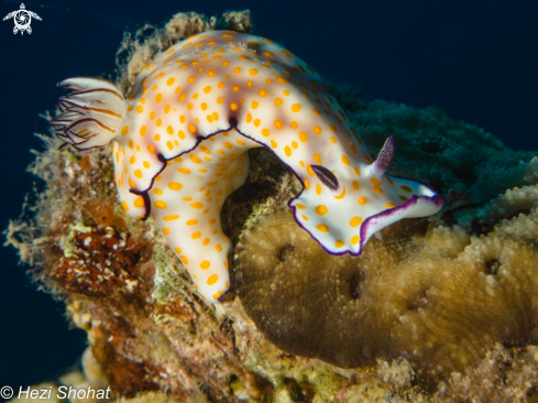 A Hypselodoris pulchella