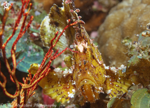 A Taenianotus triacanthus | Leaf scorpionfish